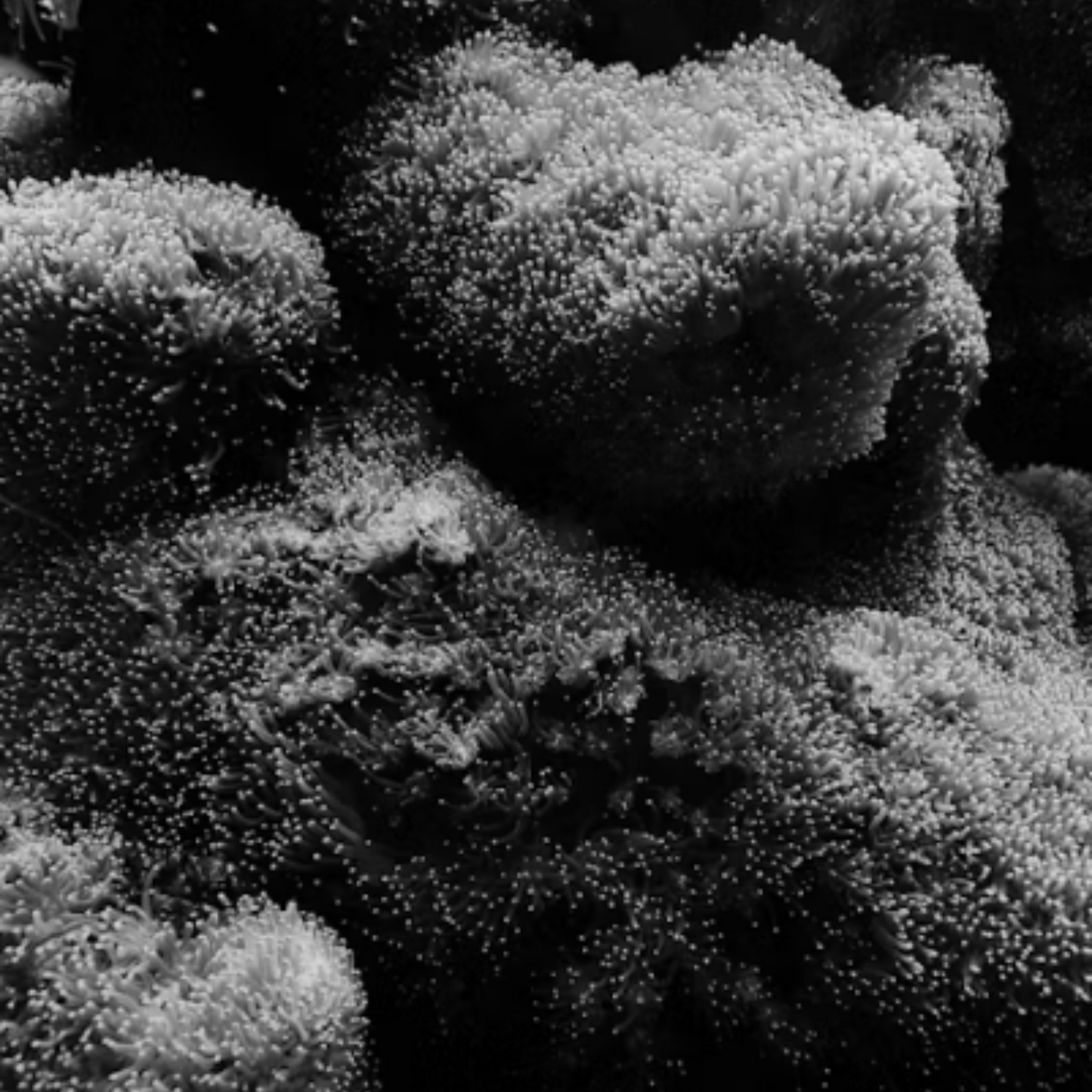 Black Coral & Moss Candle